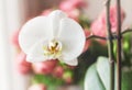 Flower of white tender orchid