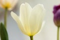 Flower and white tulip structure close-up