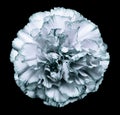 Flower white-turquoise carnation on the black isolated background with clipping path. Closeup. No shadows. For design. Royalty Free Stock Photo