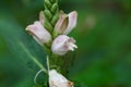 Flower of a white turtlehead, Chelona glabra