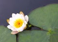 A flower of a white water lily with delicate petals and large green leaves Royalty Free Stock Photo