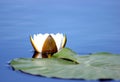 A flower of a white water lily with delicate petals and large green leaves on the surface of a calm dark forest lake Royalty Free Stock Photo