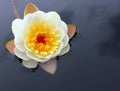 A flower of a white water lily with delicate petals leaves on the surface Royalty Free Stock Photo