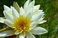 Flower white water lily Royalty Free Stock Photo