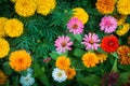 Flower white, yellow, orange, purple, pink color Naturally bea Royalty Free Stock Photo