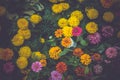 Flower (white, yellow, orange, purple, pink color) Naturally beautiful flowers in the garden ,vintage effect style pictures Royalty Free Stock Photo