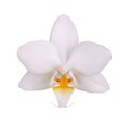 Flower of a white and yellow Phalaenopsis orchid isolated Royalty Free Stock Photo