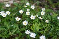 Flower - whiter flower grows in the forest