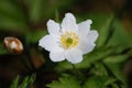 Flower - whiter flower grows in the forest