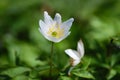 Flower - whiter flower grows in the forest Royalty Free Stock Photo