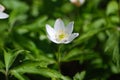 Flower - whiter flower grows in the forest