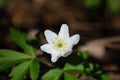 Flower - whiter flower grows in the forest