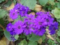 Purple color flower named pericallis hybrida Royalty Free Stock Photo