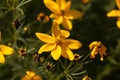 Whorled tickseed, Coreopsis verticillata