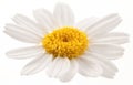 Flower of wild camomile. Royalty Free Stock Photo