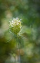 Flower Of Wild Carrot Daucus Carota Isolated On Natural Background. Medicinal Plant Green Spiky Queen Anne`s Lace