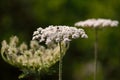 flower of wild carrot Royalty Free Stock Photo