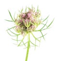 Flower of wild carrot isolated on white background. Medicinal plant
