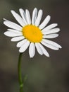 Flower of a wild chamomile