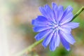 Flower of the wild chicory plant. Floral background.