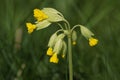 The flower of a pretty wild Cowslip plant, Primula veris, growing in a meadow in the UK, in spring. Royalty Free Stock Photo