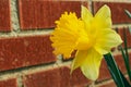 Wild daffodil or Lent lily, Narcissus pseudonarcissus Royalty Free Stock Photo