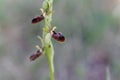 Flower of the wild early spider-orchid Ophrys sphegodes