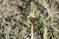 Flower of the wild early spider-orchid Ophrys sphegodes