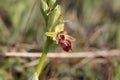Flower of the wild early spider-orchid Ophrys sphegodes