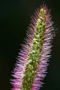 flower of wild foxtail millet in summer in Germany Royalty Free Stock Photo