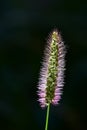flower of wild foxtail millet in summer in Germany Royalty Free Stock Photo
