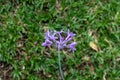 Flower from the wild garlic plant native to Africa