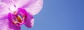 Flower of wild orchid on a background of blue sky, close-up Royalty Free Stock Photo