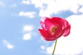 Flower of wild pink poppy against the blue sk Royalty Free Stock Photo