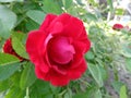 Flower of wild rose on the bush close-up. Royalty Free Stock Photo