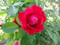 Flower of wild rose on the bush.