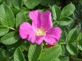 Flower wild rose