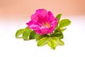 Flower of wild rose plants Royalty Free Stock Photo