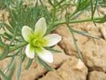 Flower of Wild Rue or Peganum harmala in cracks