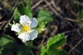 Flower of wild strawberry, growing spring in forest close up macro detail, soft blurry dark green grass Royalty Free Stock Photo