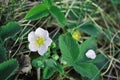 Flower of wild strawberry, growing spring in forest close up macro detail, soft blurry dark green grass Royalty Free Stock Photo