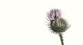 Desaturated Wild Thistle - High-Key Royalty Free Stock Photo