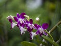 Flower of wild violet and white orchid Royalty Free Stock Photo