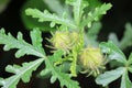Flower of wild watermelon seedling of Malvaceae Royalty Free Stock Photo