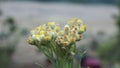 Flower wildflower bokeh foreground