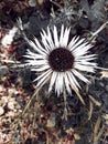 Flower, wildflower, grass, tree