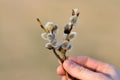 Flower willow goat, catkins held in hand, spring flower willow. Three twigs with catkins in hand