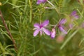 The willowherb Epilobium dodonaei Royalty Free Stock Photo