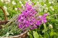 Flower Willowherb Sally bloom in wicker basket.