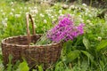 Flower Willowherb Sally bloom in wicker basket.